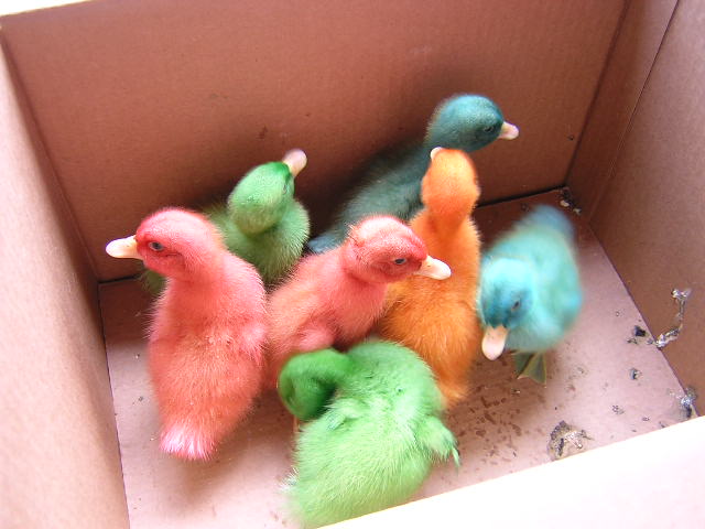 Christian Baby Ducks