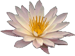 Lotus Sutra Home