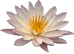 Lotus Flower